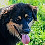 animal, black_and_tan, canine, close_up, dog, ears, face, friendly, fur, grass, greenery, happy, muzzle, nature, outdoor, pet, portrait, summer, sunlight, tongue_out