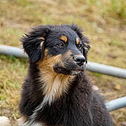 Taïsho participe au concours pour gagner de l'argent avec cette photo : dog, puppy, black, tan, fur, outdoor, grass, animal, pet, canine, young, side_view, portrait, nature, muzzle, ears, snout, looking_away, background_blur, calm
