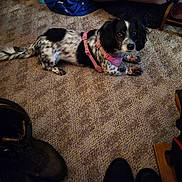 Cricket joined the competition — help win amazing prizes! dog, black_and_white, speckled, pink_harness, carpet, boots, wooden_duck, indoor, pet, animal, curious, lying_down, floor, domestic, fur, ears, tail, paws, looking_up, household