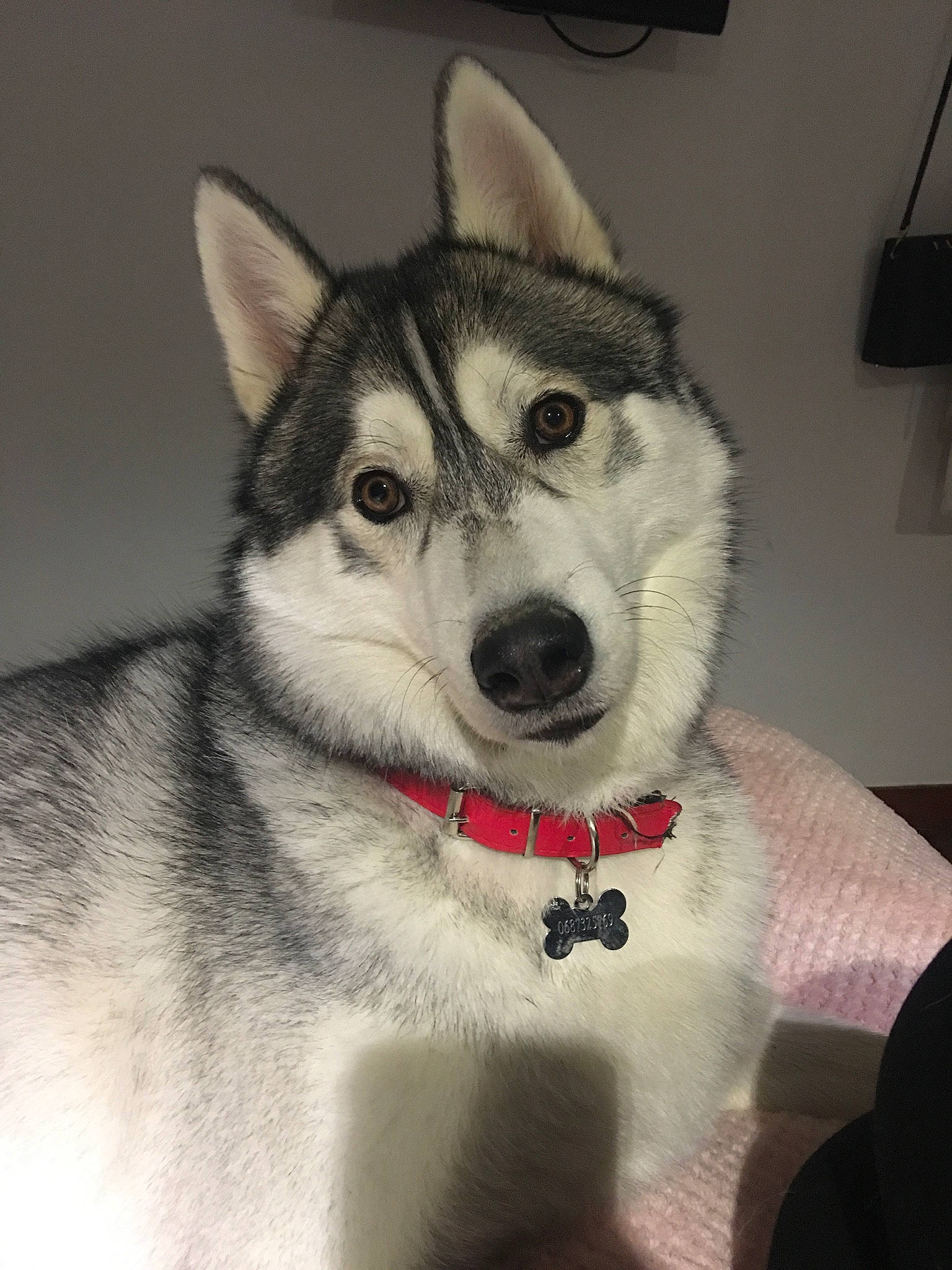 Nasko a rejoint le concours — aidez-le/la à gagner de superbes lots ! art, canidae, canis, carnivore, companion_dog, dog, dog_breed, eye, fashion_accessory, fur, grey, jaw, siberian_husky, sled_dog, snout, terrestrial_animal, whiskers, wolf, working_animal, working_dog