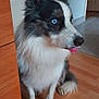 dog, blue_eyes, tongue_out, fluffy, indoor, wooden_floor, cabinet, pet, animal, sitting, black_and_white, alert, cute, fur, ears_up, side_view, domestic, companion, canine, home