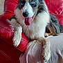 Ruben a rejoint le concours — aidez-le/la à gagner de superbes lots ! dog, blue_eyes, red_couch, blanket, stuffed_toy, indoor, pet, fur, tongue_out, relaxed, living_room, floor, plant, clock, home_decor, seated, canine, fur_texture, happy, comfort