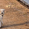 Wolf participe au concours pour gagner de l'argent avec cette photo : dog, puppy, golden_retriever, pet, animal, sitting, leash, harness, outdoor, waterfront, lake, shoreline, sand, rocks, path, sunset_light, portrait, fluffy, white_fur, looking_at_camera