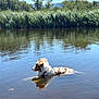 animal, calm, canine, daytime, dog, environment, fur, greenery, landscape, nature, outdoor, peaceful, reed, reflection, river, scenic, summer, sunlight, water, wilderness
