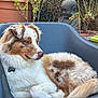 animal, australian_shepherd, brown, buddha_statue, calm, chair, companion, dog, fluffy, fur, garden, nature, outdoor, pet, plant_stems, potted_plants, relaxed, resting, seat, white
