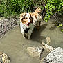 Thésée participe au concours pour gagner de l'argent avec cette photo : animal, bushes, canine, daylight, dog, fur, grass, greenery, happy, mud, muddy_water, nature, outdoor, pet, playful, rocks, summer, tail, water, wet_fur