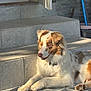 animal, brown_and_white_fur, calm, collar, daylight, dog, door, fluffy, outdoor, paw, pet, portrait, quiet, relaxed, resting, shadow, stone_steps, sunlight, tile_floor, wall