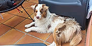 Thésée a rejoint le concours — aidez-le/la à gagner de superbes lots ! animal, brown, calm, canine, companion, cute, dog, domestic_animal, fur, furniture, laying_down, modern_chair, nature, outdoor, patio, pet, relaxed, resting, tile_floor, white