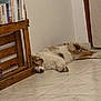 animal, books, bookshelf, brown, calm, corner, cozy, dog, floor, fur, home, indoor, pet, quiet, relaxation, resting, sleeping, tile, white, wood