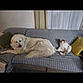 dog, cat, couch, indoor, pet, sleeping, relaxed, striped, pillows, furniture, cozy, curtains, white_dog, orange_cat, living_room, domestic_animals, resting, companion_animals, home, comfortable