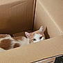 cat, cardboard_box, pet, animal, indoor, curious, orange_and_white, fur, eyes, peeking, box, floor, home, cute, whiskers, ears, playful, resting, domestic, feline