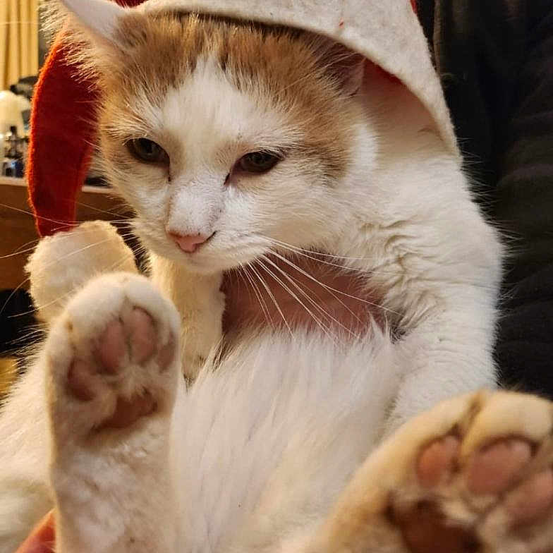 Kadoc participe au concours pour gagner de l'argent avec cette photo : animal, cat, christmas_hat, close_up, cozy, cute, domestic_animal, feline, fur, hand, hat, holiday, indoor, mammal, orange_fur, paws, person, pet, whiskers, white_fur