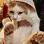cat, animal, pet, paws, white_fur, orange_fur, hat, christmas_hat, holiday, indoor, person, hand, cozy, fur, cute, close_up, mammal, domestic_animal, whiskers, feline