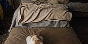 Kadoc participe au concours pour gagner de l'argent avec cette photo : dog, cat, couch, pillow, blanket, floor_cushion, indoor, sleeping_dog, resting_cat, curtains, pet, living_room, cozy, quiet, domestic, furniture, relaxation, home, animal