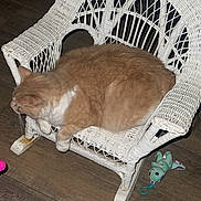 Honey is registered to the contest to win money with this photo: cat, orange_cat, white_cat, wicker_chair, small_chair, wooden_floor, plush_toy, green_toy, indoor, pet, animal, furniture, relaxing_cat, toy, floor, side_view, domestic_cat, cozy, resting, household