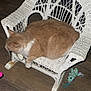 cat, orange_cat, white_cat, wicker_chair, small_chair, wooden_floor, plush_toy, green_toy, indoor, pet, animal, furniture, relaxing_cat, toy, floor, side_view, domestic_cat, cozy, resting, household