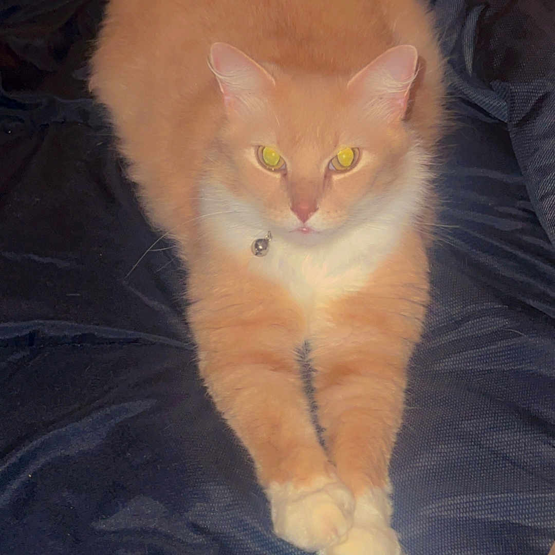 Honey joined the competition — help win amazing prizes! alert, animal, bed, blanket, cat, collar, cute, domestic_cat, eyes, feline, fur, indoor, looking_at_camera, orange_cat, pet, relaxed, sitting, stretching, whiskers, white_paws