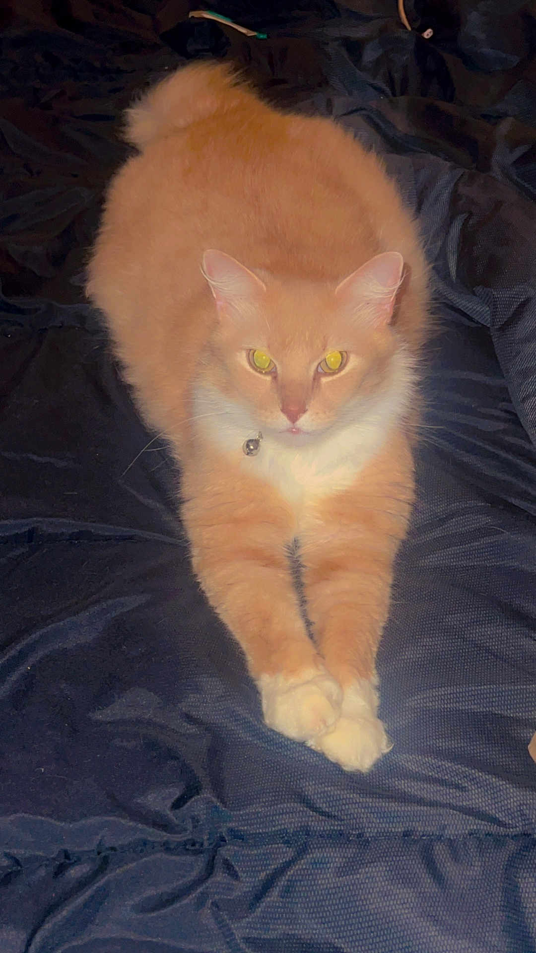 Honey joined the competition — help win amazing prizes! cat, orange_cat, white_paws, pet, animal, feline, sitting, stretching, indoor, bed, blanket, fur, whiskers, collar, alert, looking_at_camera, relaxed, domestic_cat, cute, eyes