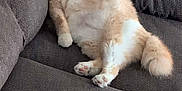 Honey joined the competition — help win amazing prizes! cat, orange_cat, white_cat, pet, feline, collar, bell, couch, furniture, indoor, relaxed, lying_down, paws, tail, fur, domestic_animal, cozy, home, resting, cute