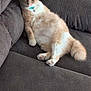 cat, orange_cat, white_cat, pet, feline, collar, bell, couch, furniture, indoor, relaxed, lying_down, paws, tail, fur, domestic_animal, cozy, home, resting, cute