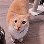 Honey is registered to the contest to win money with this photo: cat, cream_colored, collar, bell, wooden_floor, cat_tree, indoor, pet, whiskers, curious, looking_up, animal, feline, playful, tongue_out, household, domestic, fur, ears, paws