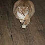 Honey is registered to the contest to win money with this photo: cat, orange_cat, white_cat, pet, animal, indoor, floor, wooden_floor, relaxed, feline, fur, paw, lying_down, domestic_cat, mammal, cute, resting, whiskers, ears, quiet