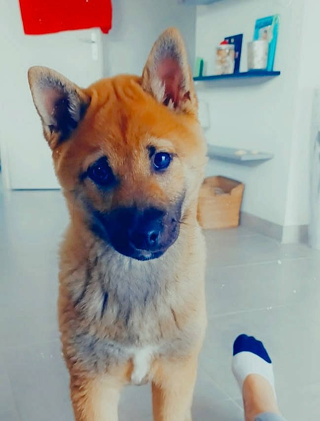 Sisko a rejoint le concours — aidez-le/la à gagner de superbes lots ! ancient_dog_breeds, canidae, carnivore, collar, companion_dog, dingo, dog, dog_breed, dog_supply, electric_blue, fawn, fur, non_sporting_group, pet_supply, snout, sporting_group, tail, television, whiskers, working_animal