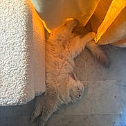 Bali participe au concours pour gagner de l'argent avec cette photo : animal, cat, comfort, cozy, curtain, fluffy, fur, home, indoor, marble_floor, peaceful, pet, quiet, relaxed, resting, sleeping, soft_light, sunlight, white_cat, yellow_curtain