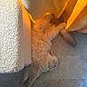 cat, fluffy, white_cat, sleeping, curtain, yellow_curtain, marble_floor, sunlight, cozy, relaxed, indoor, pet, fur, animal, resting, soft_light, quiet, peaceful, home, comfort