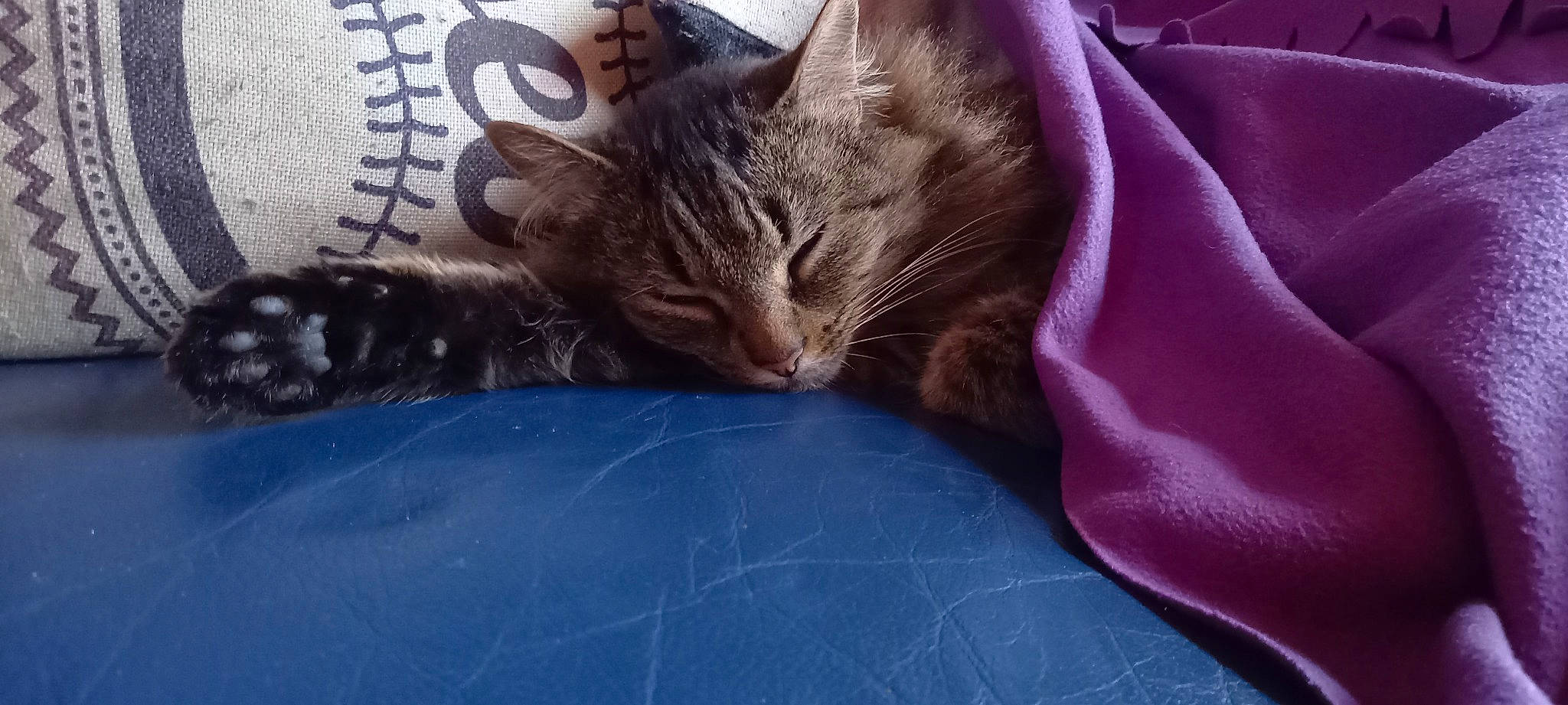 Rays a rejoint le concours — aidez-le/la à gagner de superbes lots ! carnivore, cat, claw, comfort, domestic_short_haired_cat, electric_blue, fawn, felidae, fur, grey, human_leg, linens, nap, paw, sleep, small_to_medium_sized_cats, snout, tail, tree, whiskers