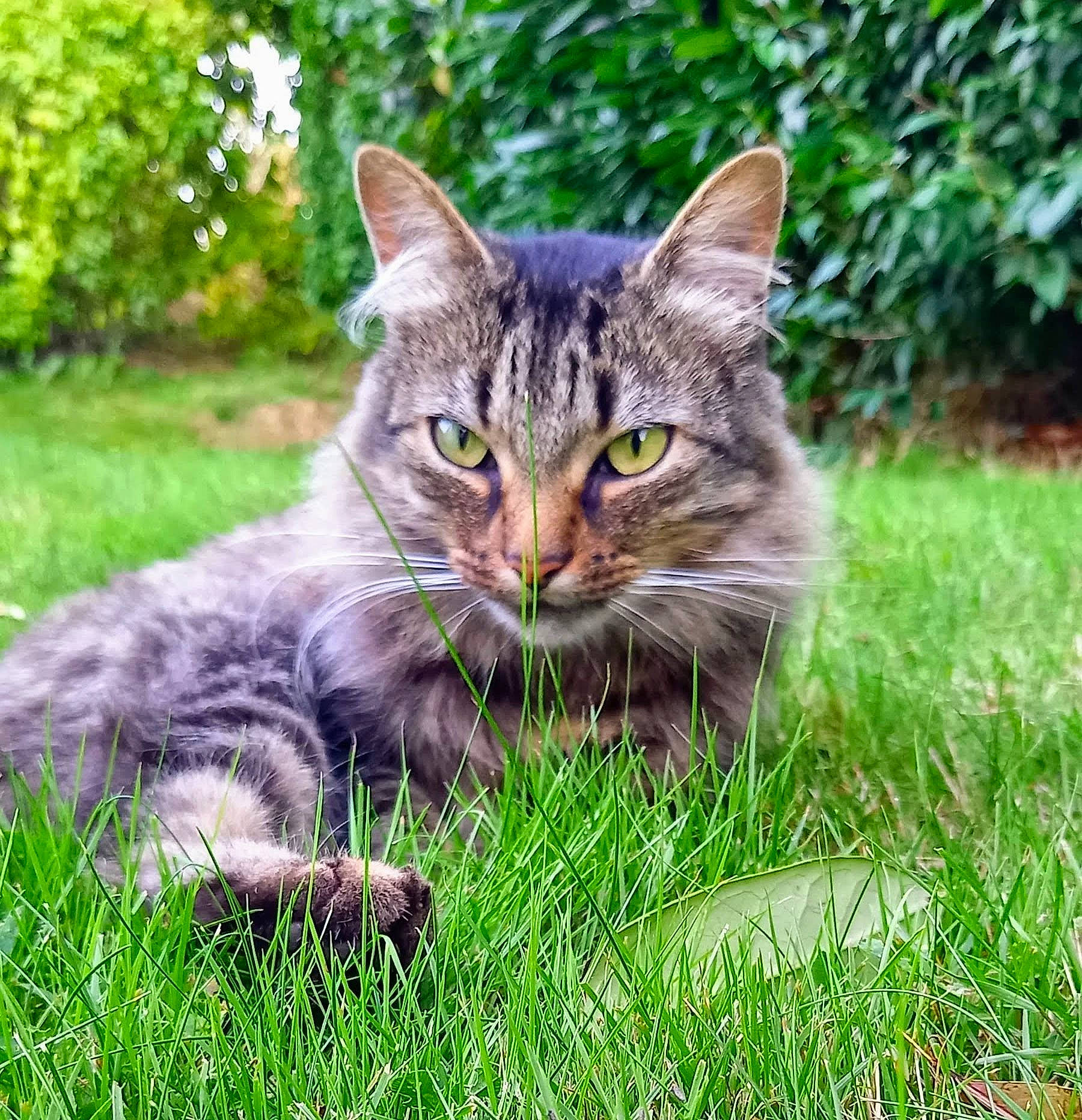 Rays a rejoint le concours — aidez-le/la à gagner de superbes lots ! carnivore, cat, domestic_short_haired_cat, eye, felidae, fur, grass, grassland, groundcover, lynx, plant, prairie, sitting, small_to_medium_sized_cats, snout, tail, terrestrial_animal, tree, whiskers, wildlife