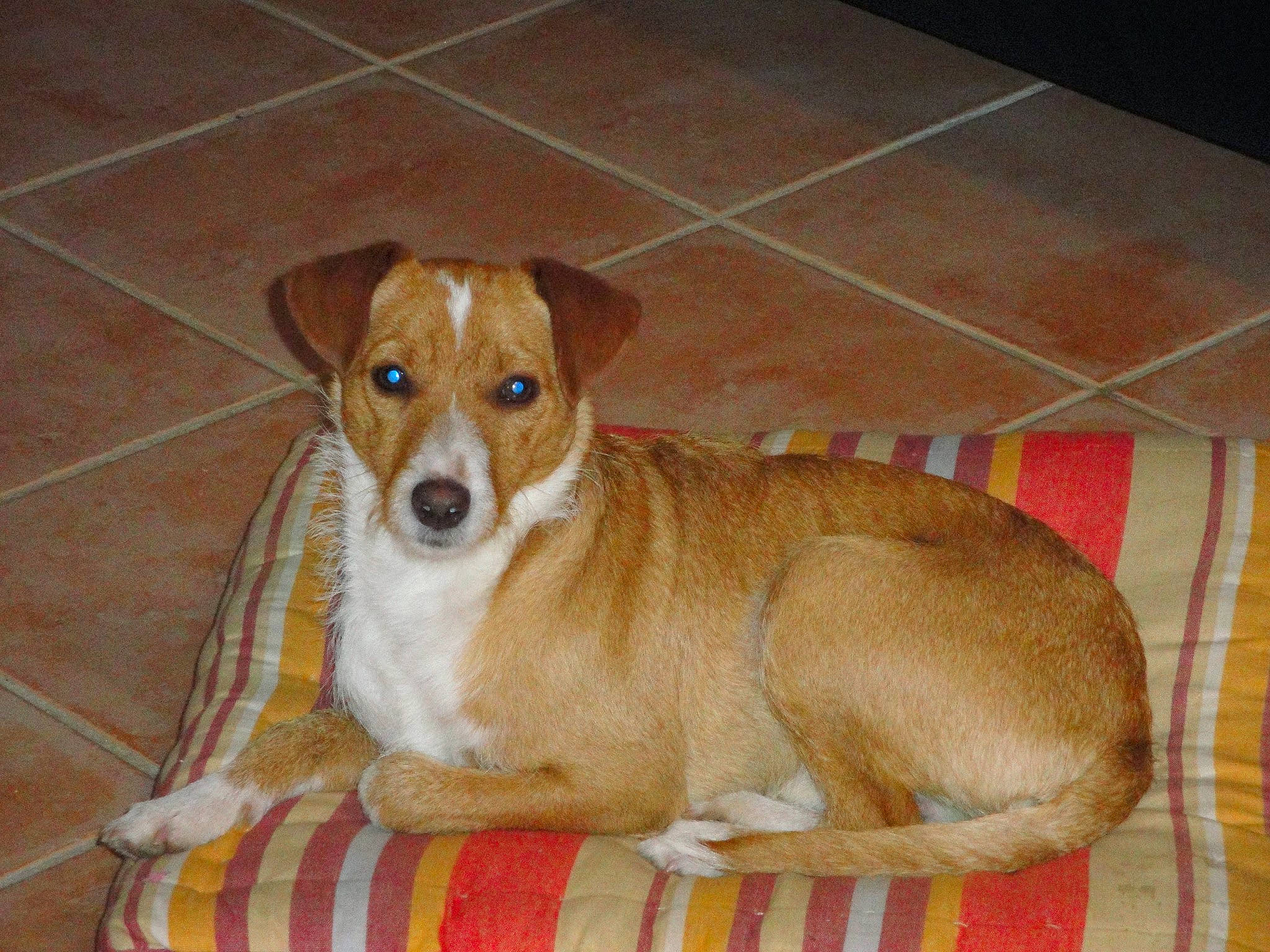 Sox a rejoint le concours — aidez-le/la à gagner de superbes lots ! basenji, canidae, carnivore, companion_dog, dog, dog_breed, fawn, feist, harrier, irishjacks, mammal, miniature_fox_terrier, plummer_terrier, potcake_dog, rare_breed_dog, snout, teddy_roosevelt_terrier, treeing_feist, vertebrate, whiskers