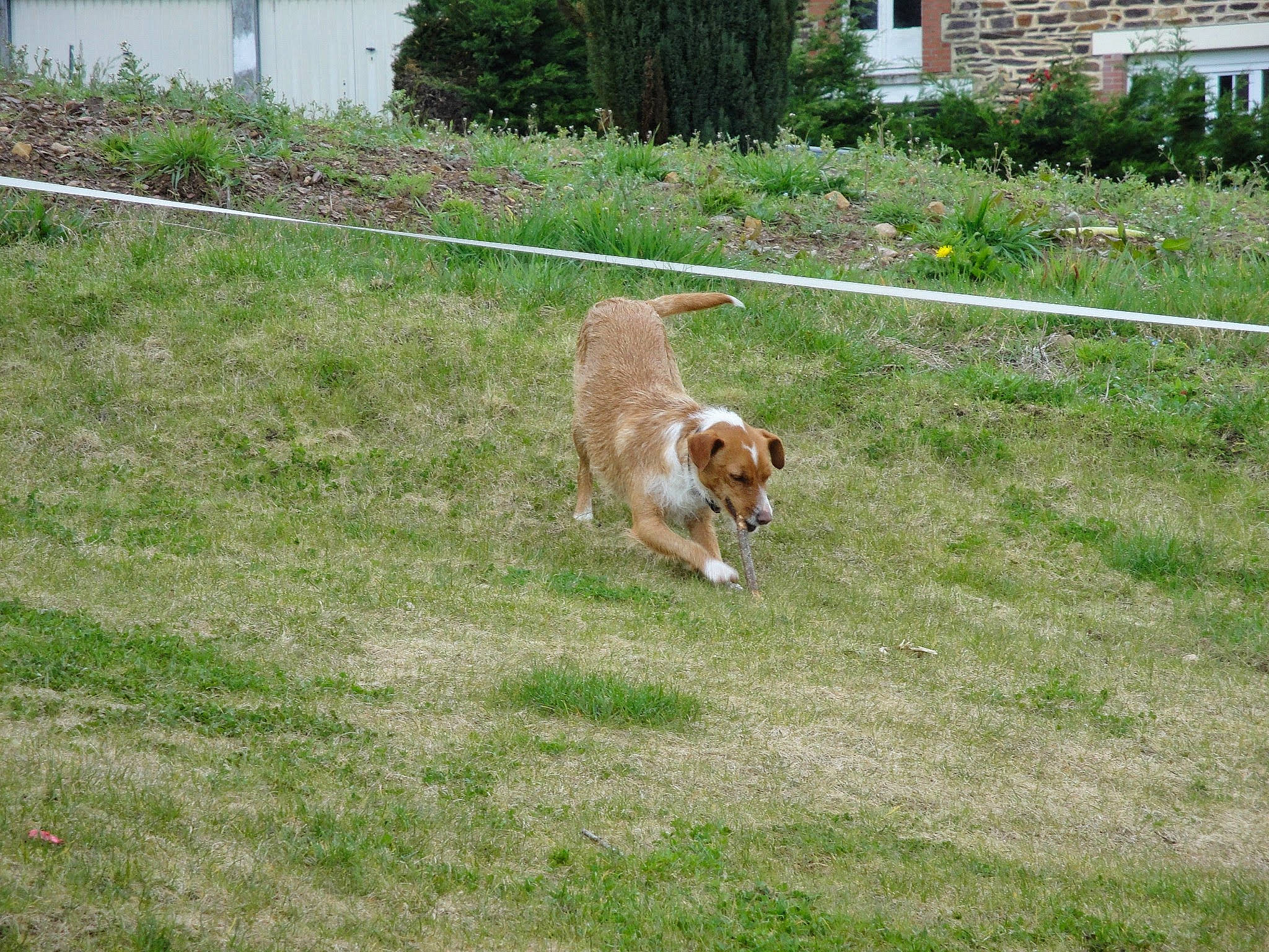 Sox participe au concours pour gagner de l'argent avec cette photo : backyard, canidae, carnivore, cavalier_king_charles_spaniel, companion_dog, dog, dog_breed, fawn, grass, lawn, mammal, nova_scotia_duck_tolling_retriever, sporting_group, yard