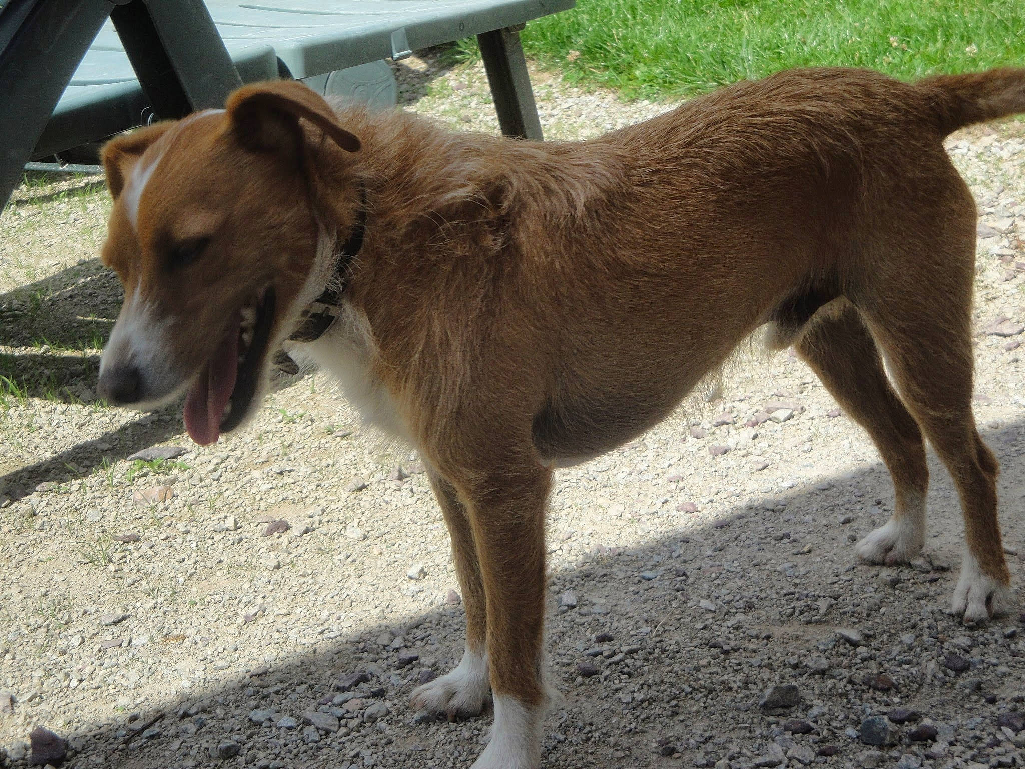 Sox participe au concours pour gagner de l'argent avec cette photo : canidae, carnivore, carolina_dog, companion_dog, dog, dog_breed, fawn, liver, mammal, pariah_dog, potcake_dog, rare_breed_dog, snout, sporting_group, street_dog, tail, vertebrate