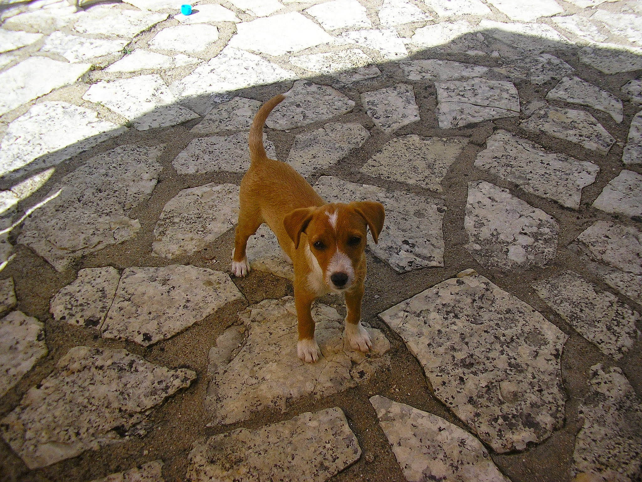 Sox participe au concours pour gagner de l'argent avec cette photo : beagle, canidae, carnivore, cobblestone, companion_dog, dog, dog_breed, fawn, harrier, hunting_dog, mammal, plummer_terrier, posavac_hound, sporting_group, street_dog, tail