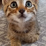 Boston a rejoint le concours — aidez-le/la à gagner de superbes lots ! kitten, cat, pet, animal, fur, whiskers, ears, eyes, carpet, indoor, cute, young, feline, tabby, portrait, closeup, adorable, domestic_animal, small, curious