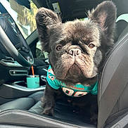 Batman is registered to the contest to win money with this photo: animal, black_dog, car_interior, closeup, cup, cute, dog, ears, french_bulldog, jersey, leather_seat, miami_dolphins, pet, portrait, seatbelt, steering_wheel, straw, sunlight, window, wrinkles