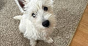 Piper joined the competition — help win amazing prizes! adorable, animal, carpet, companion, curious, cute, dog, domestic, ears, floor, fluffy, friendly, fur, head_tilt, indoor, looking_up, pet, sitting, small_dog, white_dog