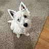 Piper joined the competition — help win amazing prizes! dog, white_dog, pet, cute, fluffy, ears, carpet, floor, indoor, looking_up, head_tilt, small_dog, fur, animal, companion, domestic, friendly, curious, sitting, adorable