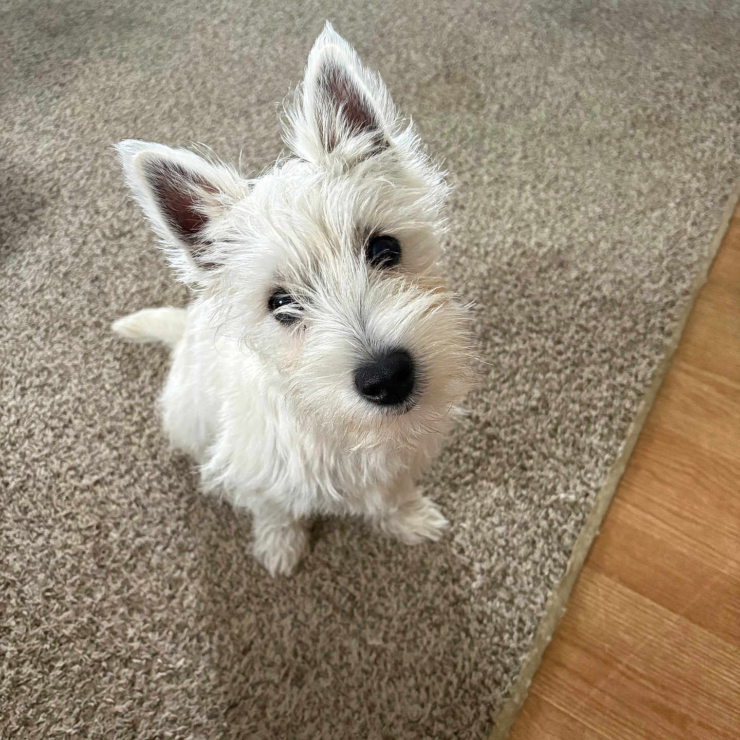 Piper joined the competition — help win amazing prizes! dog, white_dog, pet, cute, fluffy, ears, carpet, floor, indoor, looking_up, head_tilt, small_dog, fur, animal, companion, domestic, friendly, curious, sitting, adorable