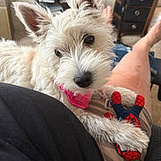 Piper joined the competition — help win amazing prizes! dog, white_dog, fluffy, pet, indoor, toy, spiderman_toy, person, lap, ears, fur, collar, cute, relaxed, furniture, fan, home, legs, black_clothing, couch