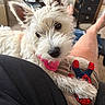dog, white_dog, fluffy, pet, indoor, toy, spiderman_toy, person, lap, ears, fur, collar, cute, relaxed, furniture, fan, home, legs, black_clothing, couch