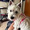 Piper joined the competition — help win amazing prizes! dog, white_dog, small_dog, pet, indoor, pink_harness, curious, fluffy, perky_ears, person, lap, living_room, television, shelf, carpet, furniture, decor, cozy, close_up, companion