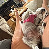 dog, pet, indoor, living_room, person, legs, pink_harness, furniture, carpet, wooden_table, relaxation, cozy, canine, home, casual, resting, paws, fur, domestic_animal, comfort