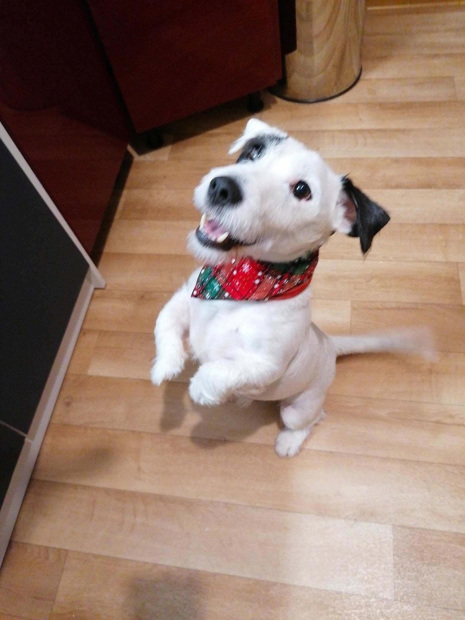 Daïko a rejoint le concours — aidez-le/la à gagner de superbes lots ! canidae, carnivore, companion_dog, dog, dog_breed, dog_collar, dog_toy, floor, flooring, jack_russell_terrier, mammal, non_sporting_group, nose, parson_russell_terrier, puppy, rare_breed_dog, russell_terrier, snout, sporting_group, vertebrate