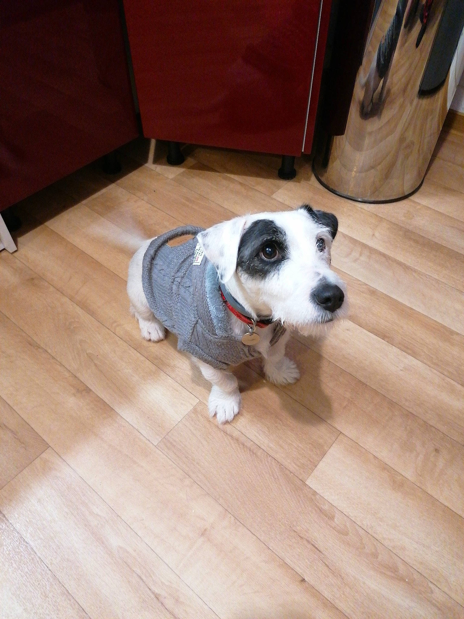 Daïko a rejoint le concours — aidez-le/la à gagner de superbes lots ! canidae, carnivore, companion_dog, dog, dog_breed, fawn, floor, flooring, hardwood, jack_russell_terrier, laminate_flooring, mammal, nose, pit_bull, puppy, snout, sporting_group, tail, wood, wood_flooring