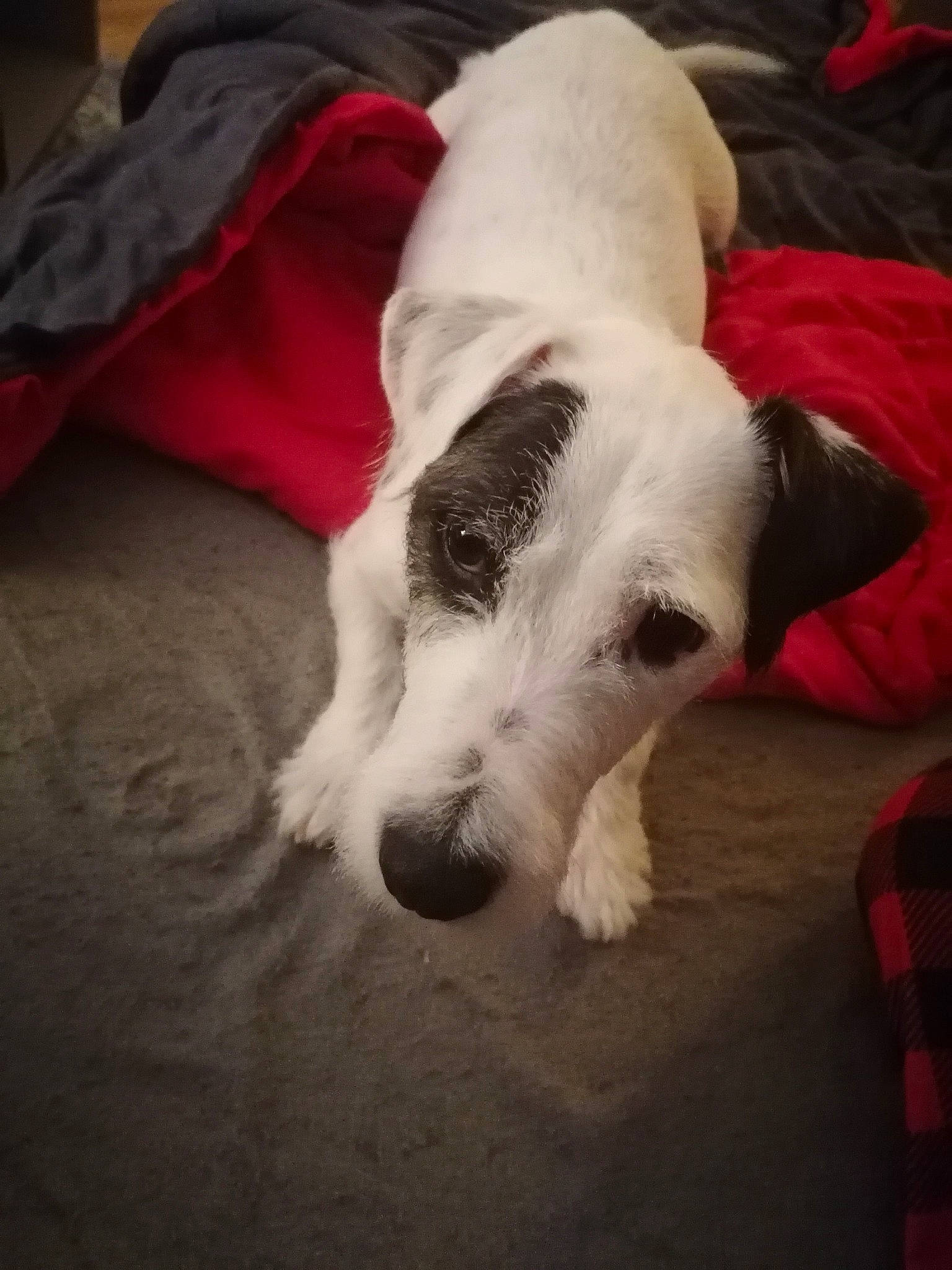 Daïko a rejoint le concours — aidez-le/la à gagner de superbes lots ! canidae, carnivore, companion_dog, dog, dog_breed, ear, fox_terrier, jack_russell_terrier, mammal, parson_russell_terrier, puppy, puppy_love