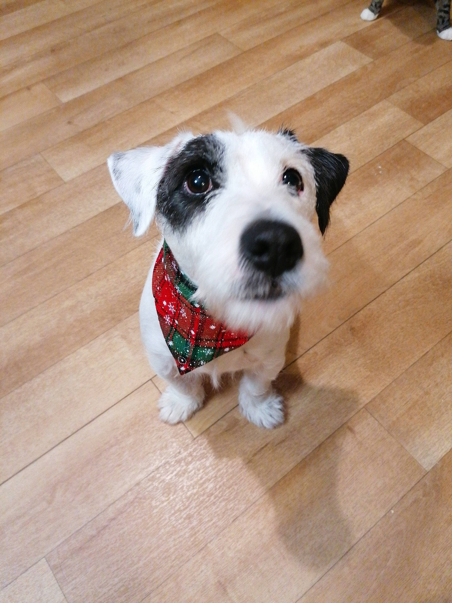 Daïko participe au concours pour gagner de l'argent avec cette photo : canidae, carnivore, companion_dog, dog, dog_breed, dog_clothes, floor, flooring, jack_russell_terrier, mammal, parson_russell_terrier, puppy, puppy_love, rare_breed_dog, russell_terrier, snout, sporting_group, terrier, vertebrate, wood