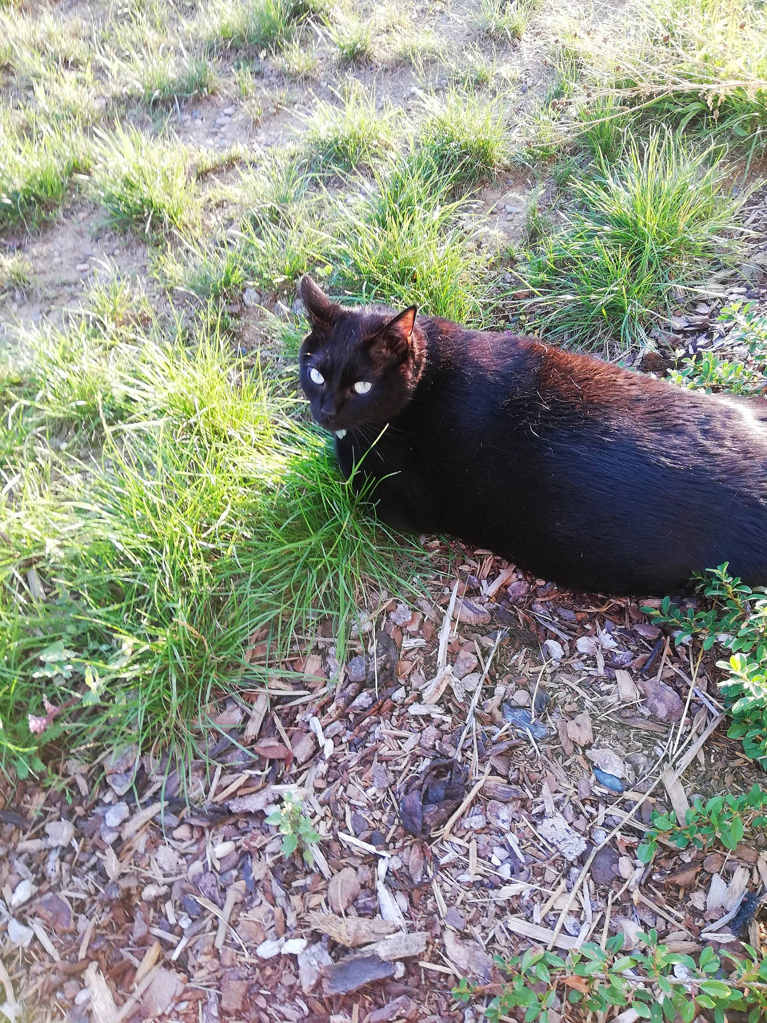 Fripouille participe au concours pour gagner de l'argent avec cette photo : bombay, carnivore, cat, dog_breed, domestic_short_haired_cat, felidae, fur, grass, groundcover, plant, small_to_medium_sized_cats, tail, terrestrial_animal, whiskers, wildlife
