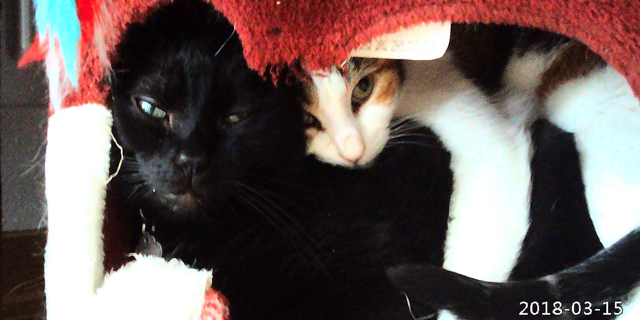 Fripouille a rejoint le concours — aidez-le/la à gagner de superbes lots ! art, black_cat, carmine, carnivore, cat, claw, comfort, domestic_short_haired_cat, felidae, fur, paw, plant, small_to_medium_sized_cats, snout, tail, tree, whiskers